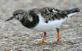 Ruddy Turnstone