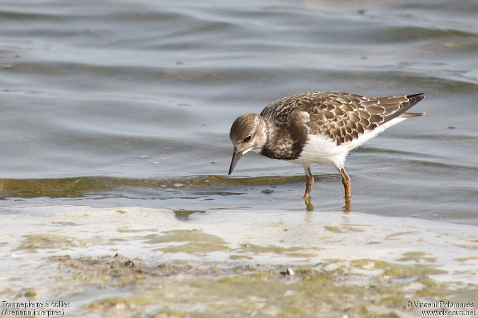 Ruddy Turnstone