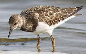 Ruddy Turnstone