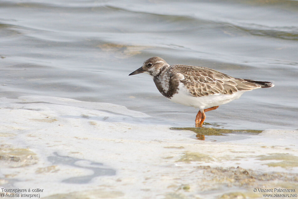 Tournepierre à collierjuvénile, identification