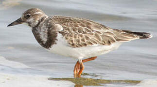 Ruddy Turnstone