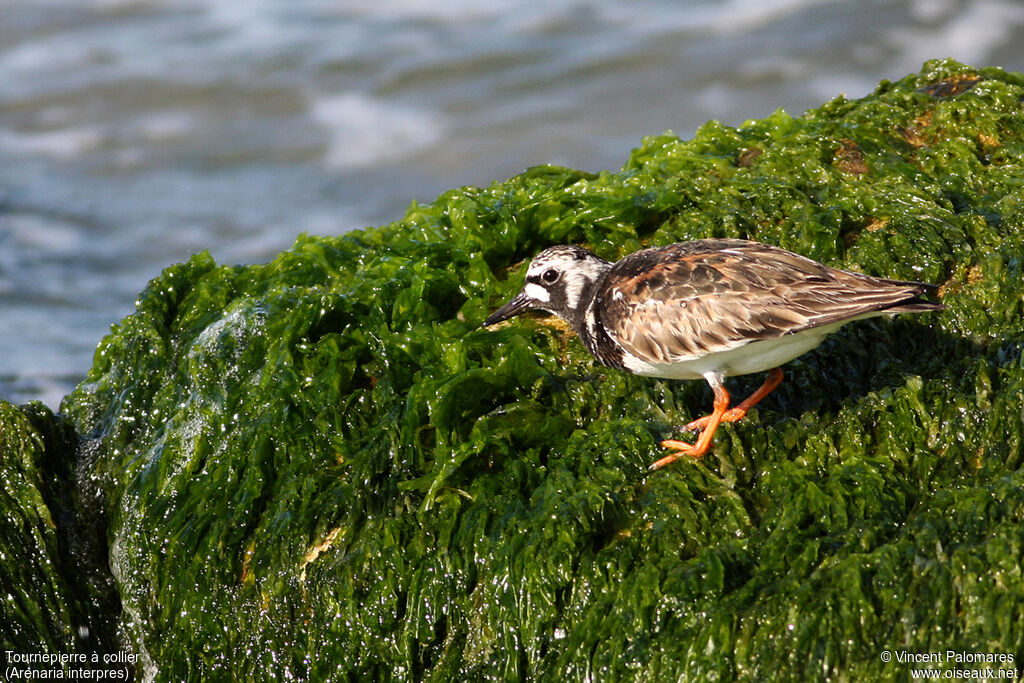 Ruddy Turnstoneadult breeding