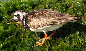 Ruddy Turnstone