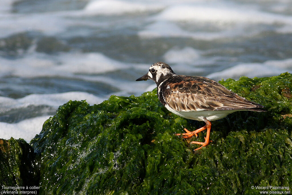 Ruddy Turnstoneadult breeding