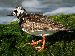 Ruddy Turnstone