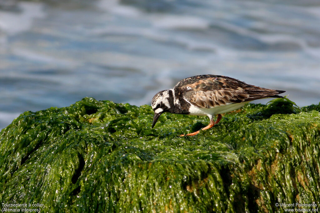 Ruddy Turnstoneadult breeding