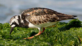 Ruddy Turnstone