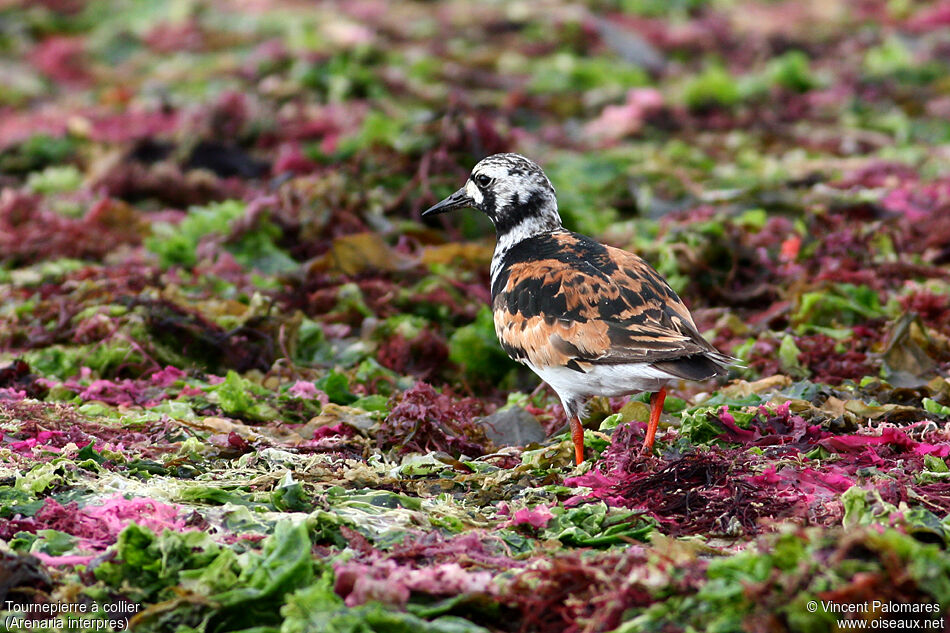 Ruddy Turnstone