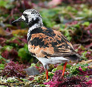 Ruddy Turnstone