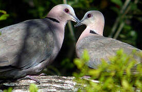 Red-eyed Dove