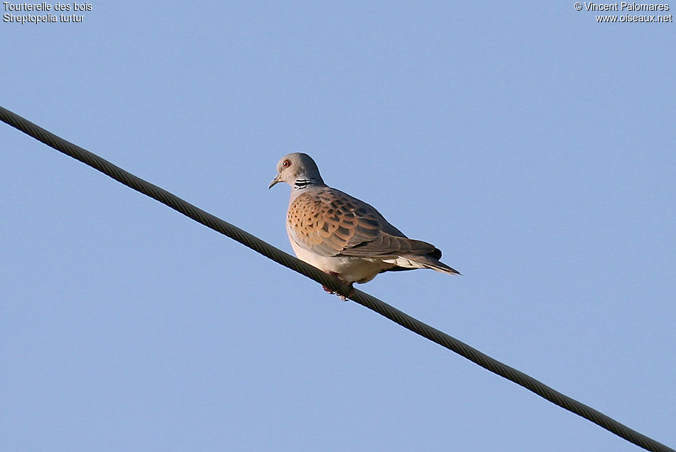 European Turtle Dove