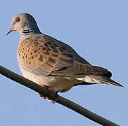 European Turtle Dove