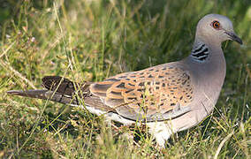 European Turtle Dove