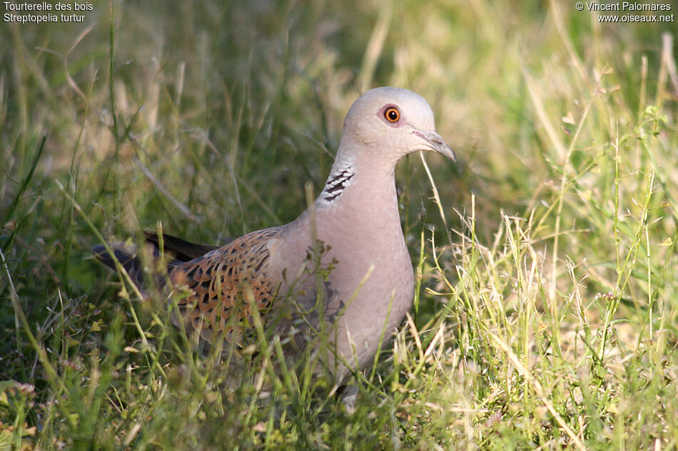 European Turtle Dove