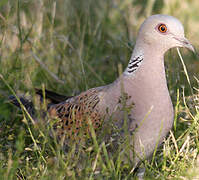 European Turtle Dove