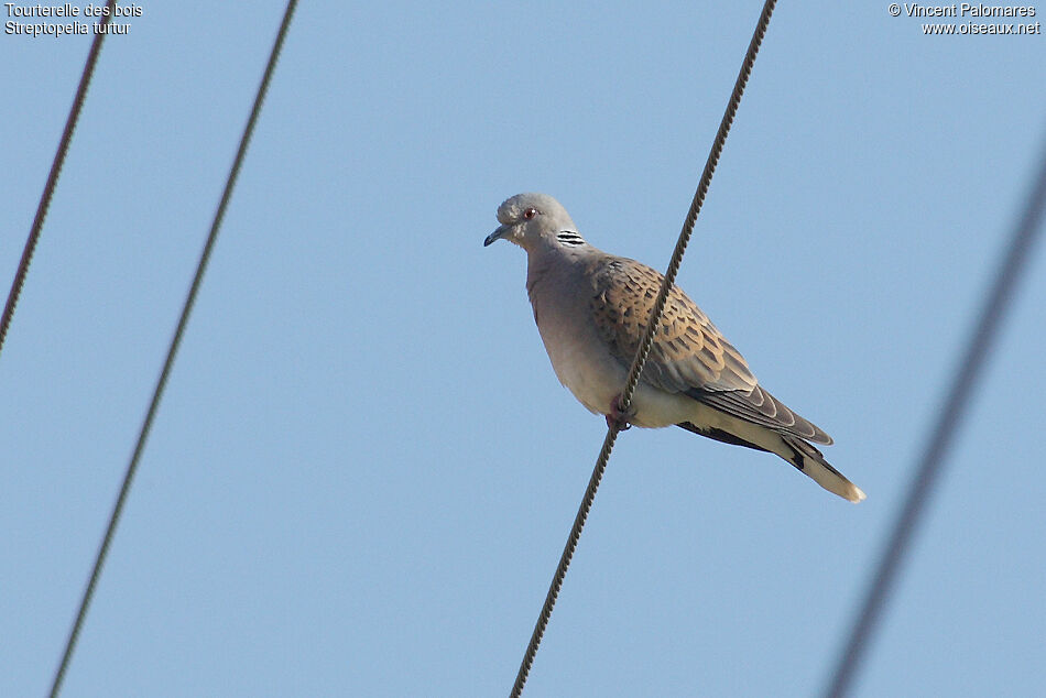 European Turtle Dove