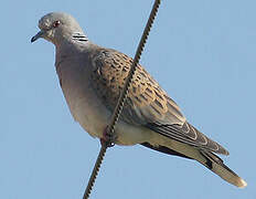 European Turtle Dove