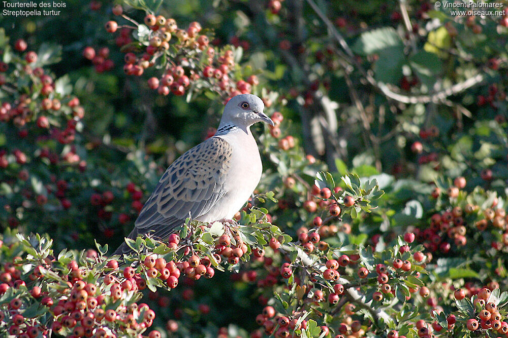 European Turtle Dove