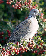 European Turtle Dove