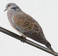 European Turtle Dove