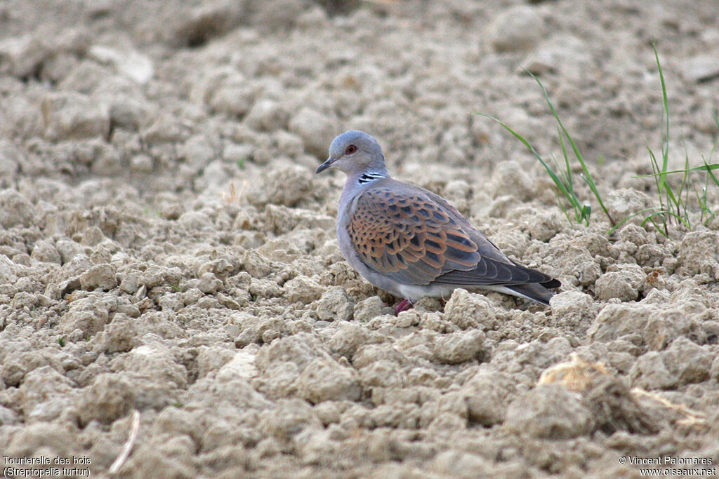 European Turtle Doveadult