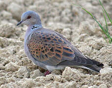 European Turtle Dove