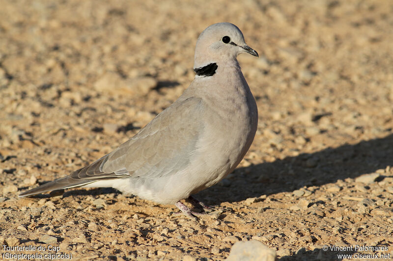 Ring-necked Dove