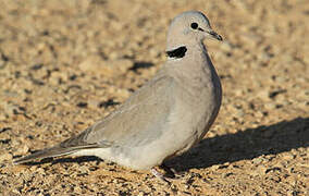 Ring-necked Dove