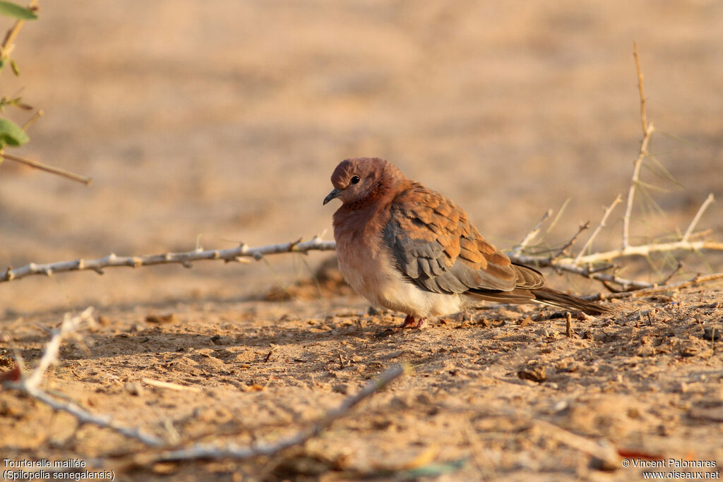 Laughing Dove