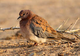 Laughing Dove