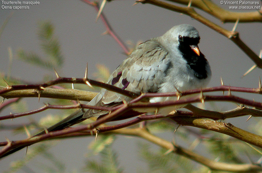 Namaqua Dove male