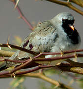 Namaqua Dove