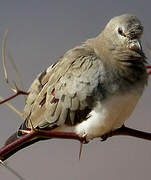 Namaqua Dove