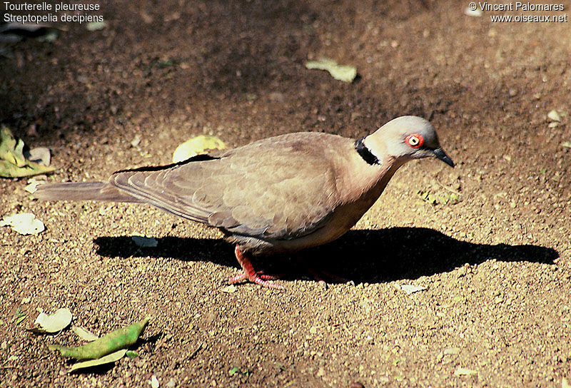 Mourning Collared Dove