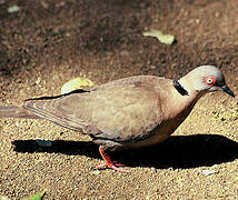 Mourning Collared Dove