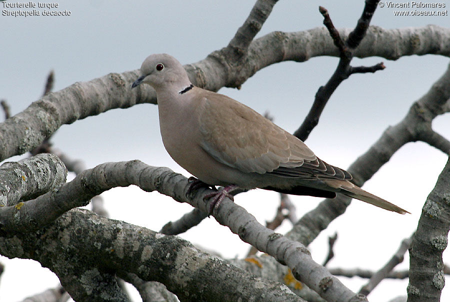 Eurasian Collared Dove