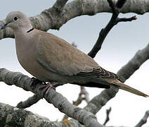 Eurasian Collared Dove