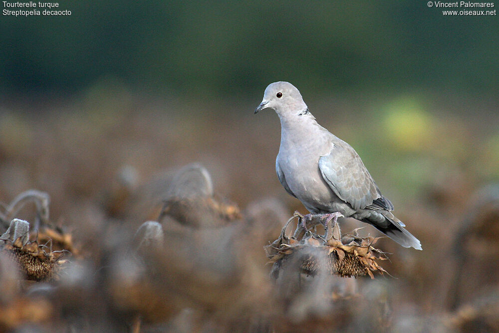 Eurasian Collared Dove