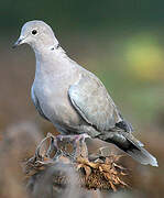 Eurasian Collared Dove