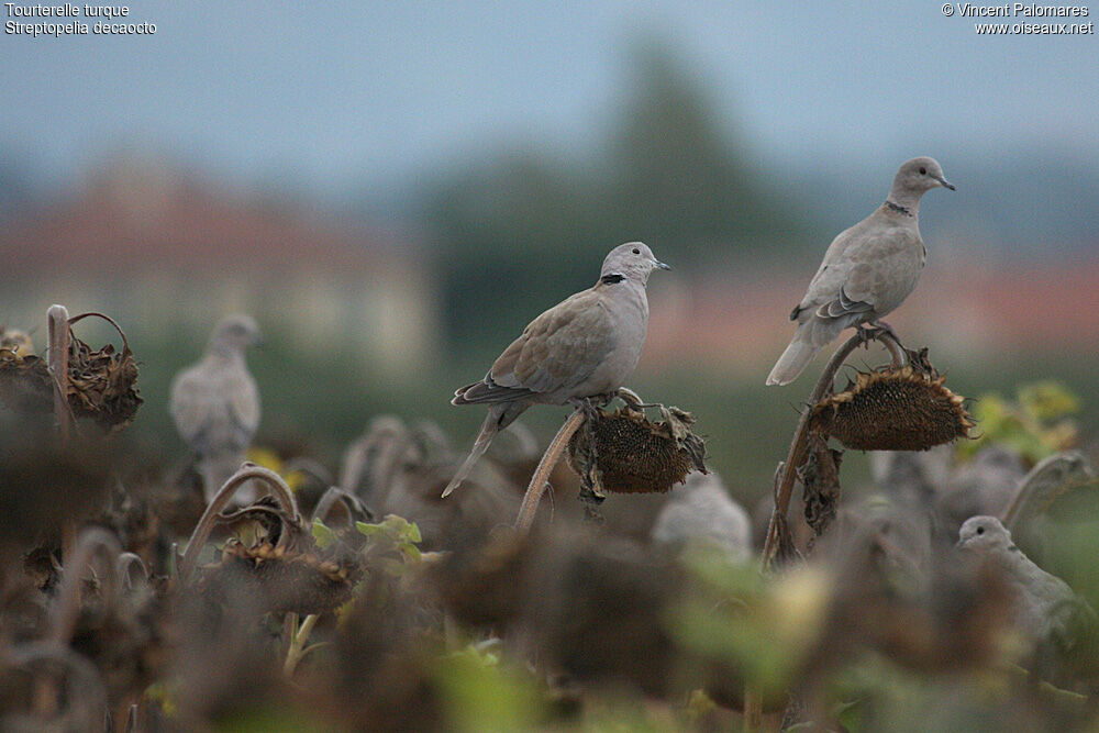 Eurasian Collared Dove