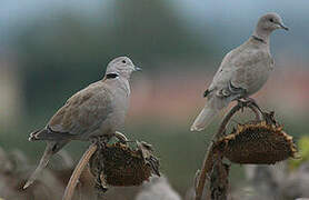 Eurasian Collared Dove