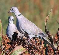 Eurasian Collared Dove