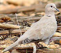 Eurasian Collared Dove