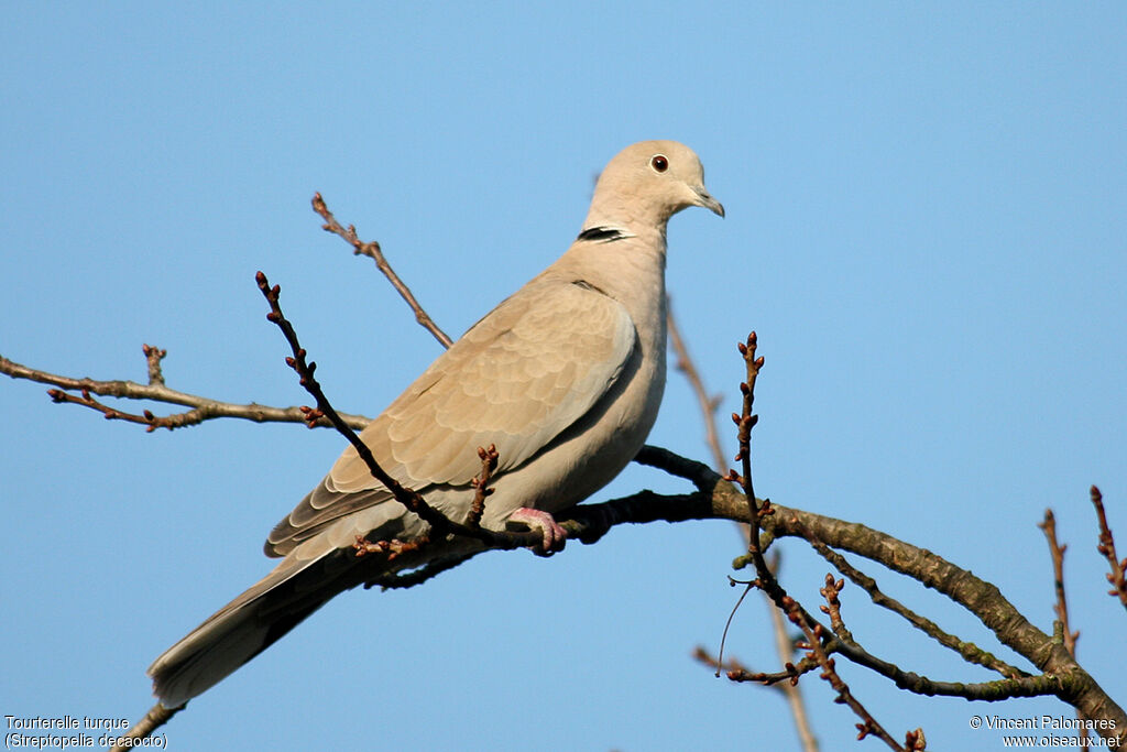 Eurasian Collared Dove