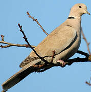 Eurasian Collared Dove