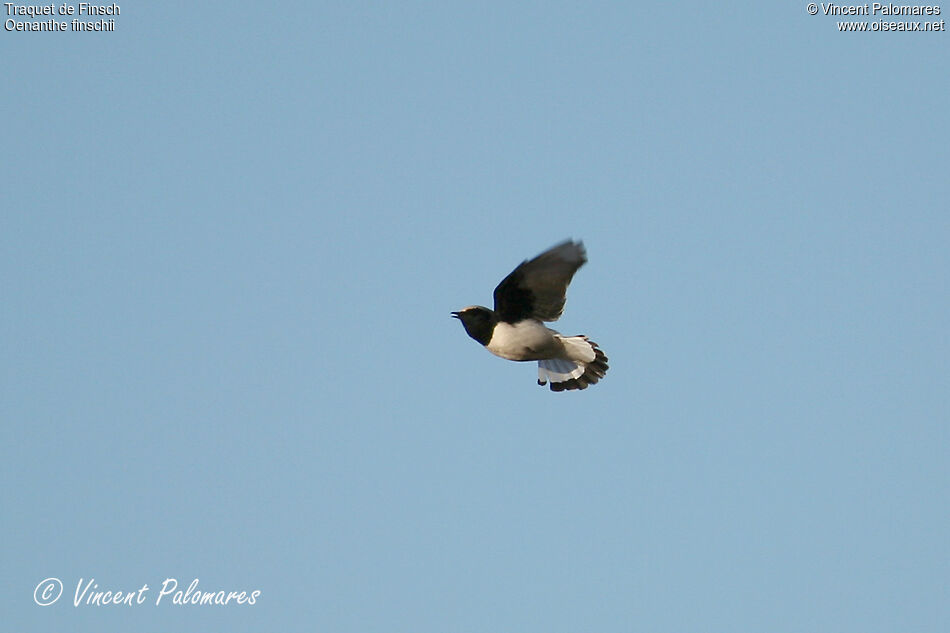 Finsch's Wheatear, Flight, song