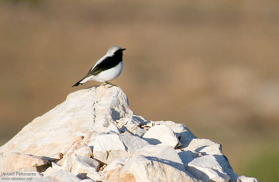 Finsch's Wheatear male adult breeding, habitat, pigmentation