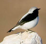 Finsch's Wheatear