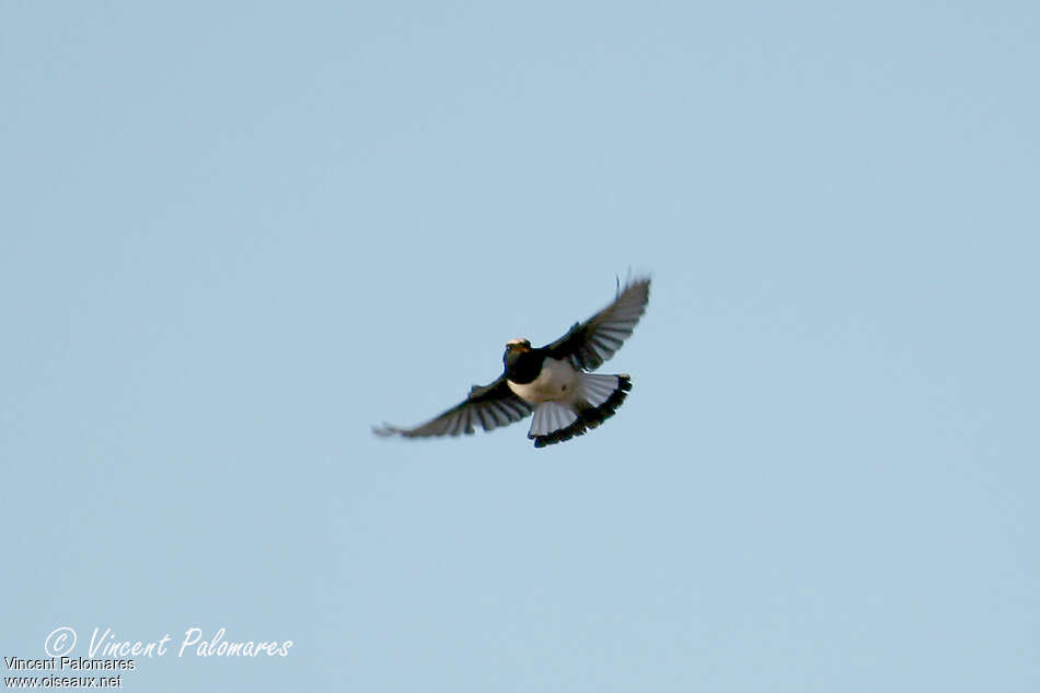 Finsch's Wheatear male adult, pigmentation, Flight, song