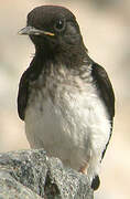 Hume's Wheatear